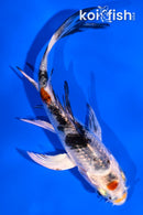 4" MARUTEN YAMATO NISHIKI BUTTERFLY
