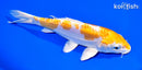 7.5" DOITSU HARIWAKE
