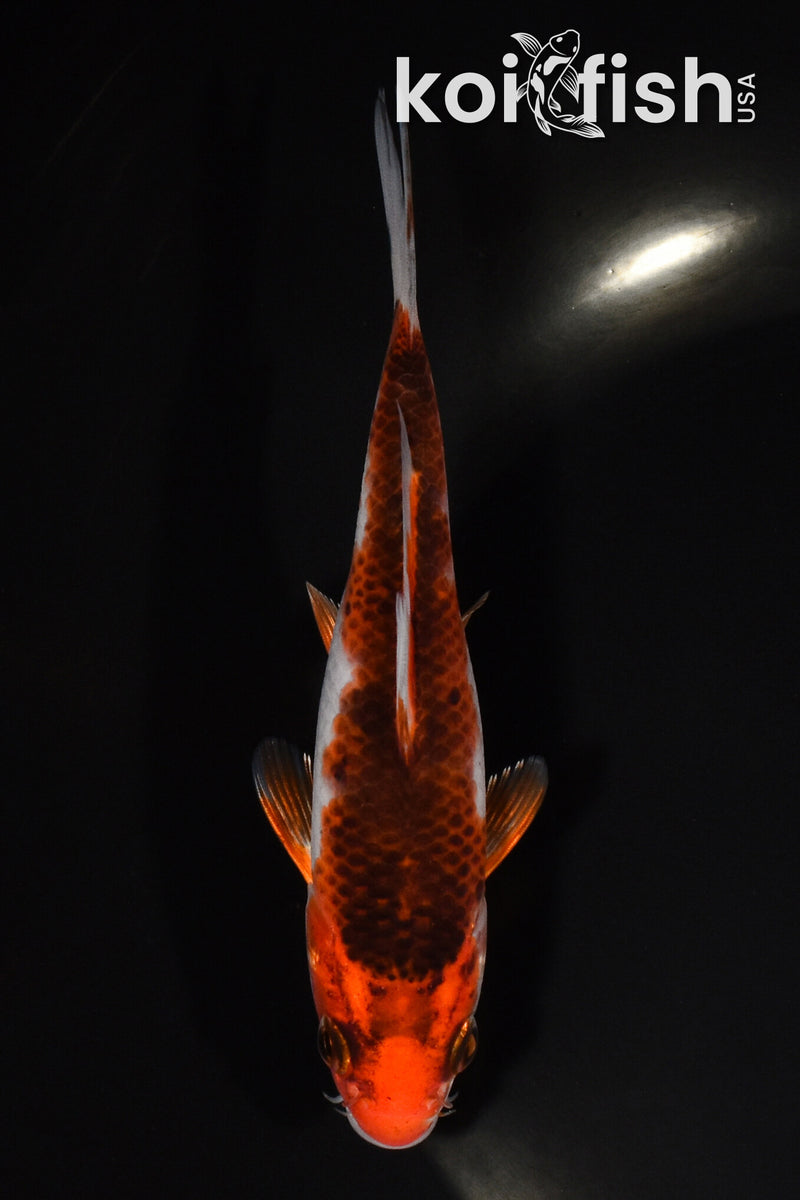 5" GOSHIKI