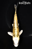 6.5" KIN KIKOKURYU