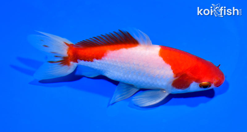 5.25" SARASA WAKIN GOLDFISH