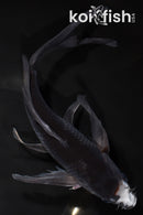 9.75" OCHIBA SHIGURE BUTTERFLY