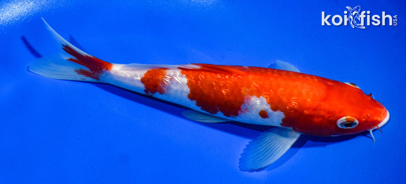 8" GINRIN KOHAKU