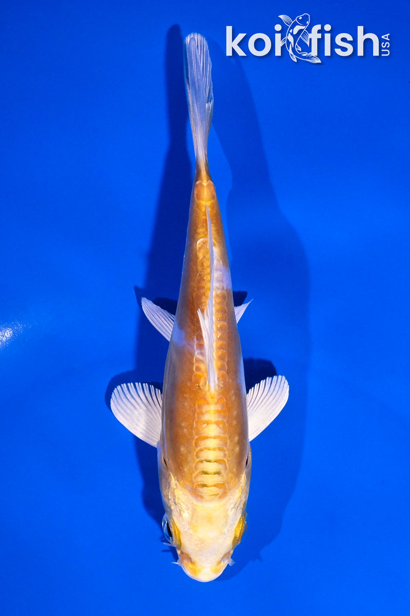 4.5" DOITSU LEMON HARIWAKE