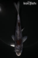 5.5" BENI MATSUKAWABAKE
