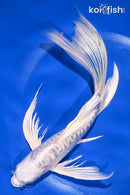 8.5" DOITSU PLATINUM OGON BUTTERFLY