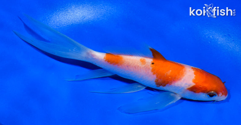 5" KOHAKU BUTTERFLY