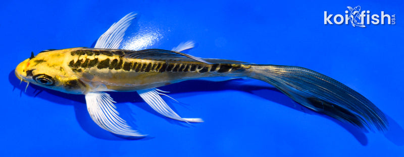 5.5" DOITSU KI MATSUBA BUTTERFLY