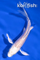 4" GINRIN PLATINUM OGON BUTTERFLY