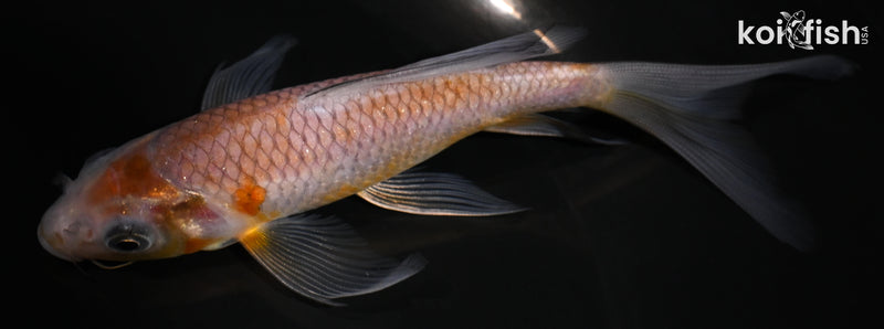 5.5" OCHIBA SHIGURE BUTTERFLY