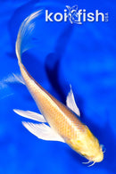 5.5" YAMABUKI OGON BUTTERFLY