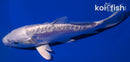 5.75" DOITSU PLATINUM OGON