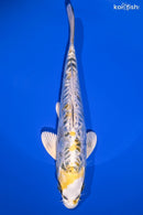 8" KIN KIKOKURYU