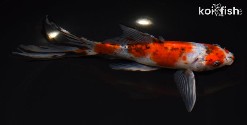 7.75" SHUBUNKIN GOLDFISH