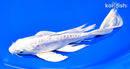 8.75" ARAGOKE PLATINUM OGON BUTTERFLY