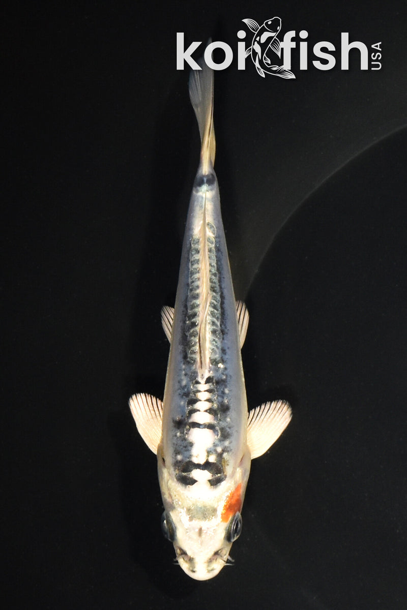 5.5" BENI KIKOKURYU