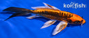 6.5" BENI KIKOKURYU BUTTERFLY