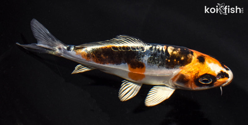 5" BENI KIKOKURYU