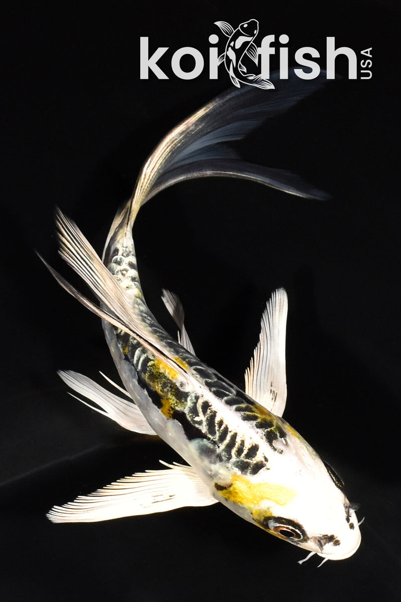 5.75" KIN KIKOKURYU BUTTERFLY