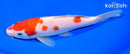 7.25" KOHAKU