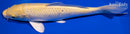 7.5" YAMABUKI OGON
