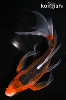 6.25" HI SHUSUI BUTTERFLY