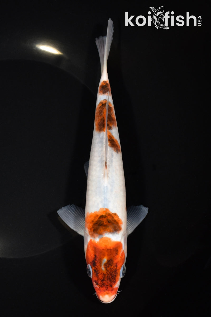 7.75" GOROMO