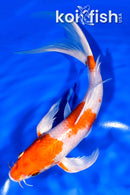 8" HARIWAKE BUTTERFLY