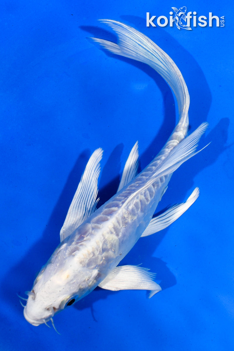 6" ARAGOKE PLATINUM OGON BUTTERFLY