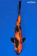 10.5" KIN HI UTSURI