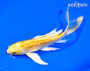 7" GINRIN YAMABUKI OGON BUTTERFLY