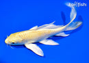 7.5" YAMABUKI OGON BUTTERFLY