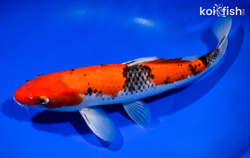 11.5" GOSHIKI