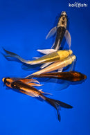 PACK OF (5) 4.75-5.75" BUTTERFLY KOI