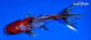 5.5" CALICO WAKIN GOLDFISH