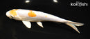 8.5" DOITSU LEMON HARIWAKE