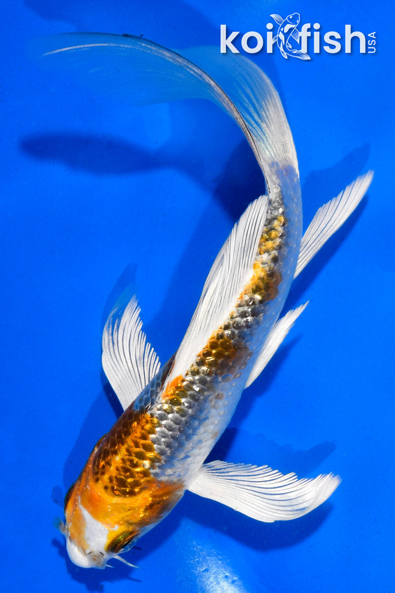 5.5" GINRIN KUJAKU BUTTERFLY