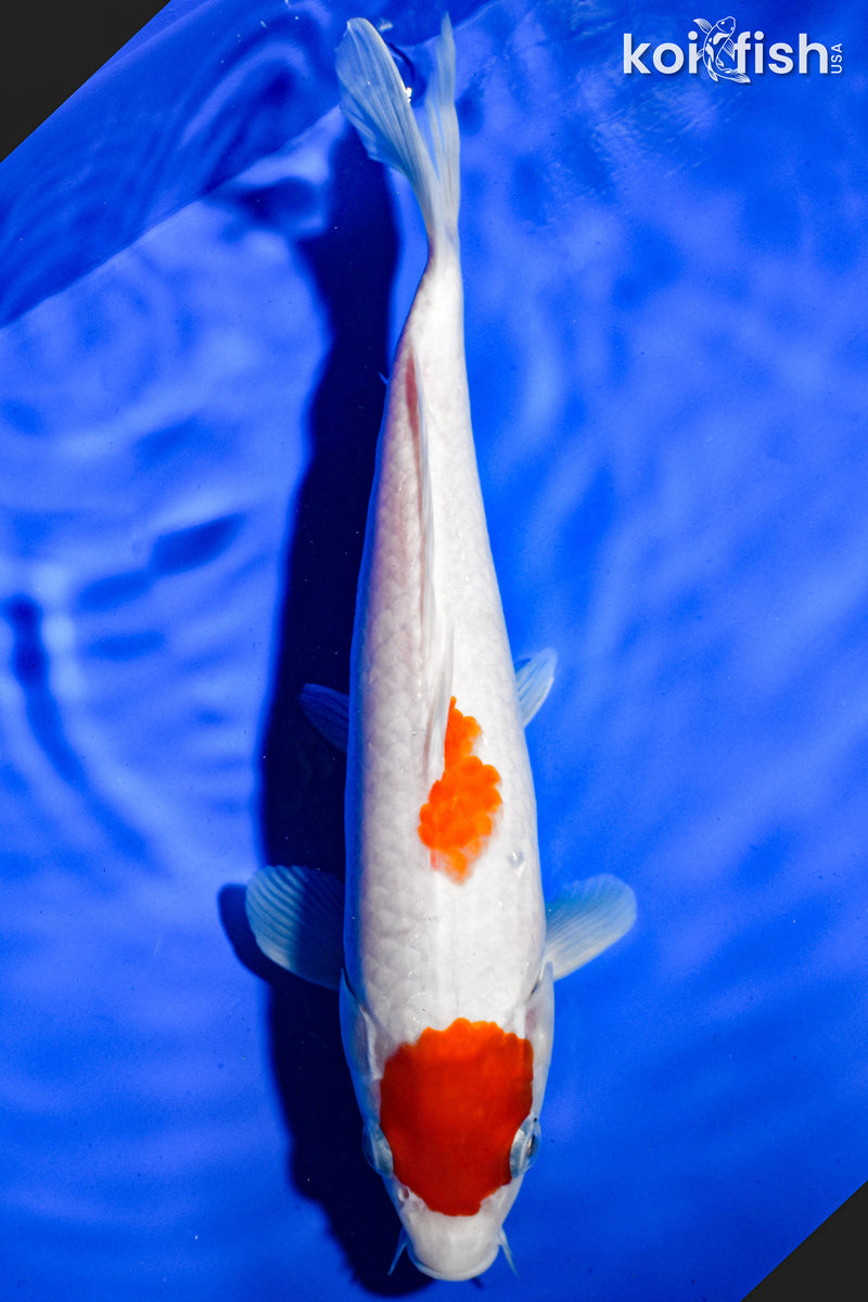 9" KOHAKU