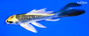 6" GINRIN KIN KI MATSUBA BUTTERFLY