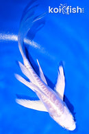 5.5" DOITSU PLATINUM OGON BUTTERFLY