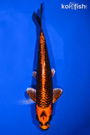 7.75" ORENJI MATSUBA