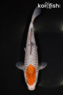 9.75" OCHIBA SHIGURE