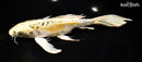 9.5" ARAGOKE KIN KIKOKURYU BUTTERFLY