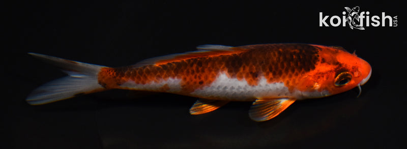 5" GOSHIKI