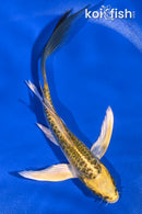 5.25" KIN KIKOKURYU BUTTERFLY