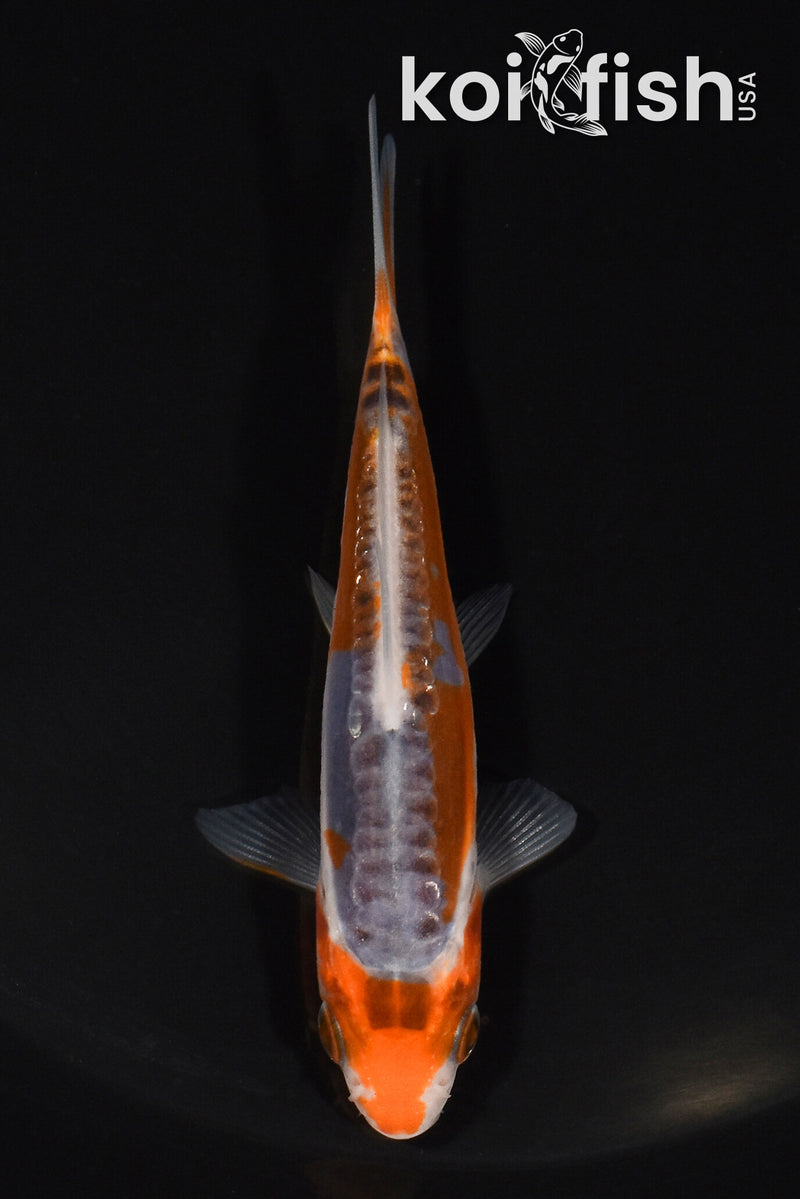 3.75" HI SHUSUI