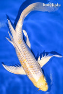 9.5" LEMON HARIWAKE BUTTERFLY