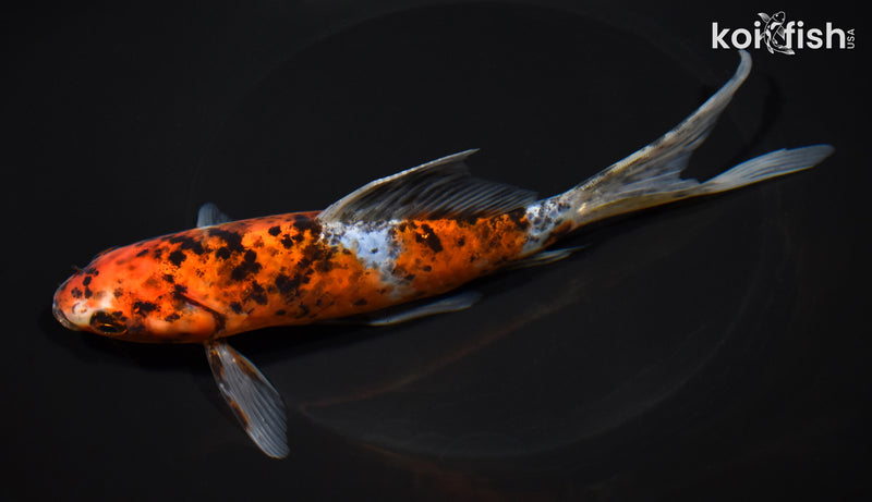 8" SHUBUNKIN GOLDFISH