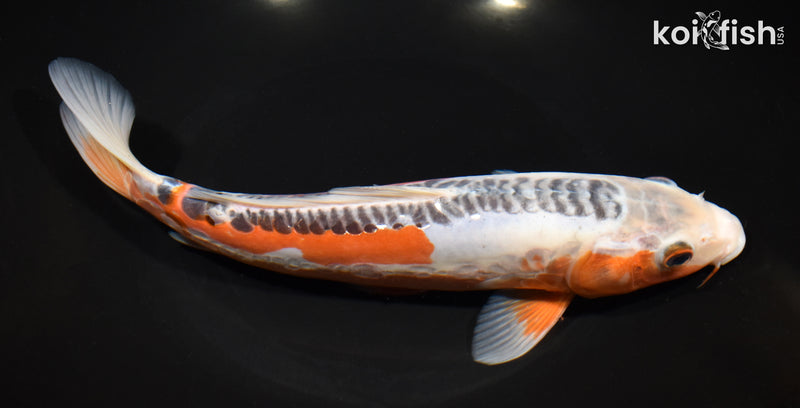 10.75" HI SHUSUI