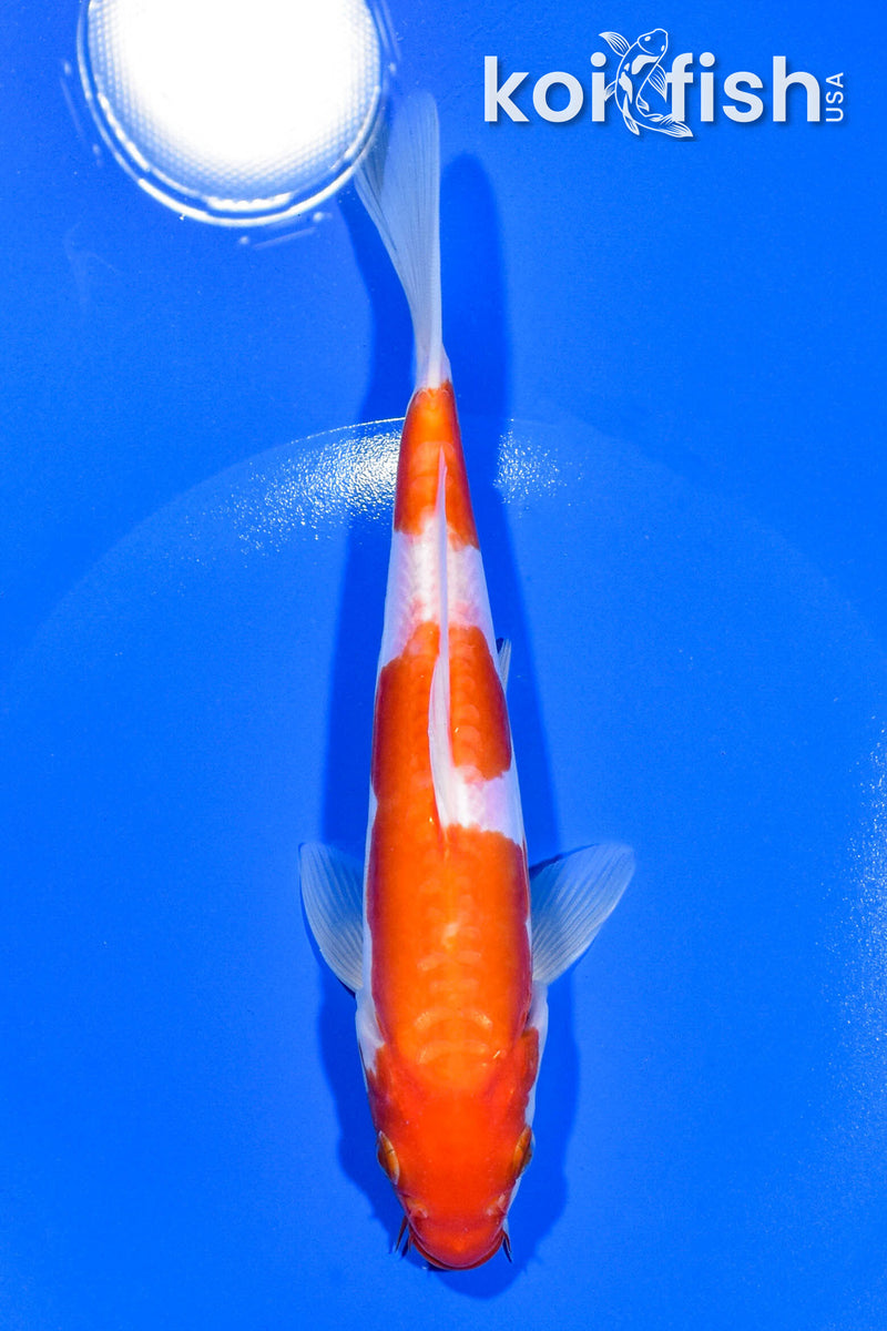 7.5" KIKUSUI